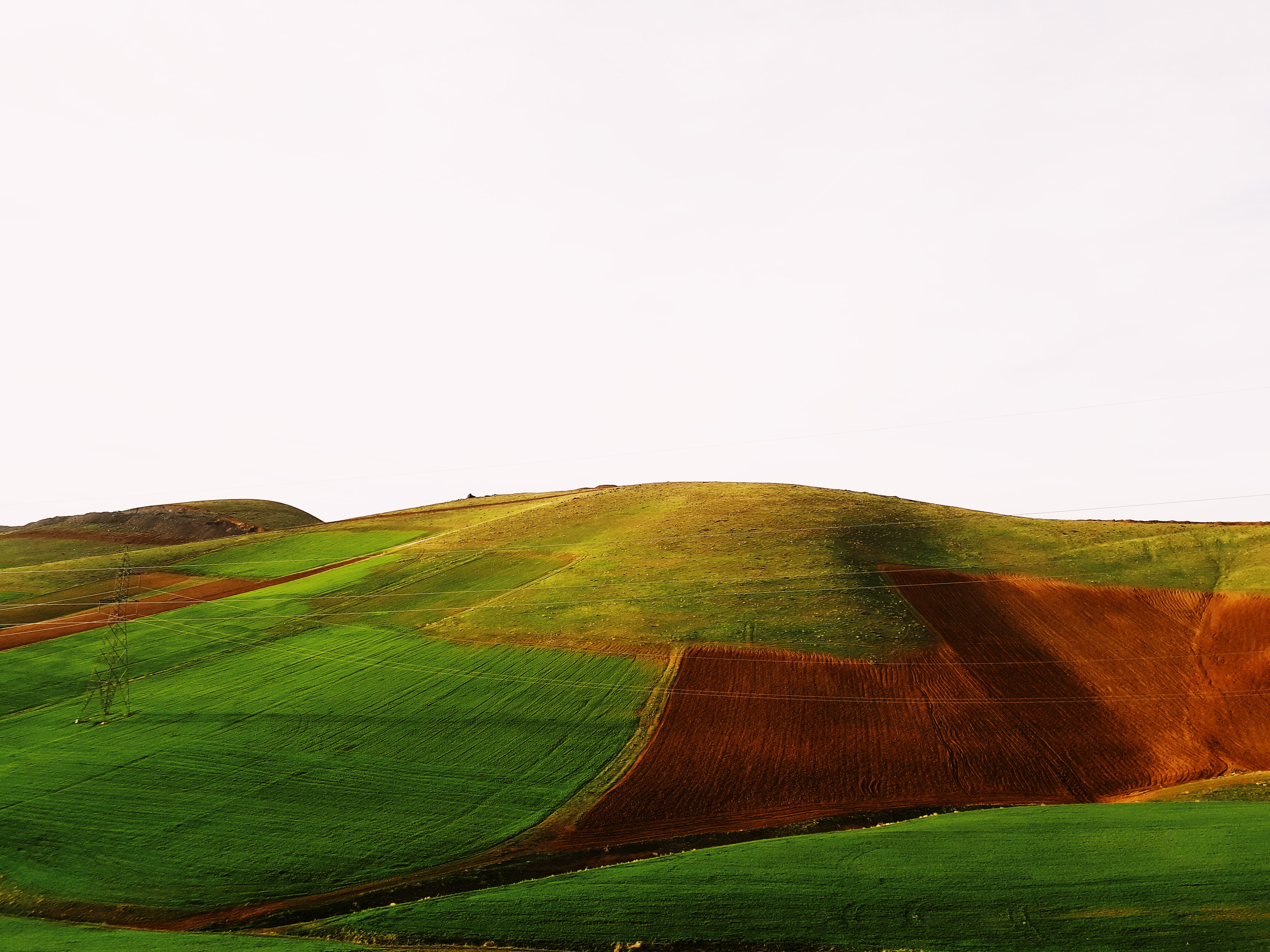 Green fields